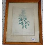 A Redoute botanical print 33 x 25cm