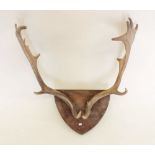 A pair of stag horn antlers, approx. 53cm from tip to base of horn