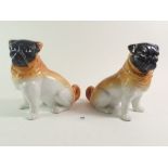 A pair of late 19th century continental pug dogs, 16cm tall
