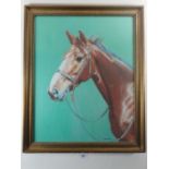 J Dawson - oil 'Solo' race horse with Prophet's Thumb' 39 x 49cm