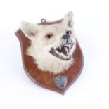 Shield mounted fox mask, with silver plaque inscribed D. R South Dorset Hounds Beacon Hill October