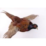 Mounted cock Pheasant in flight
