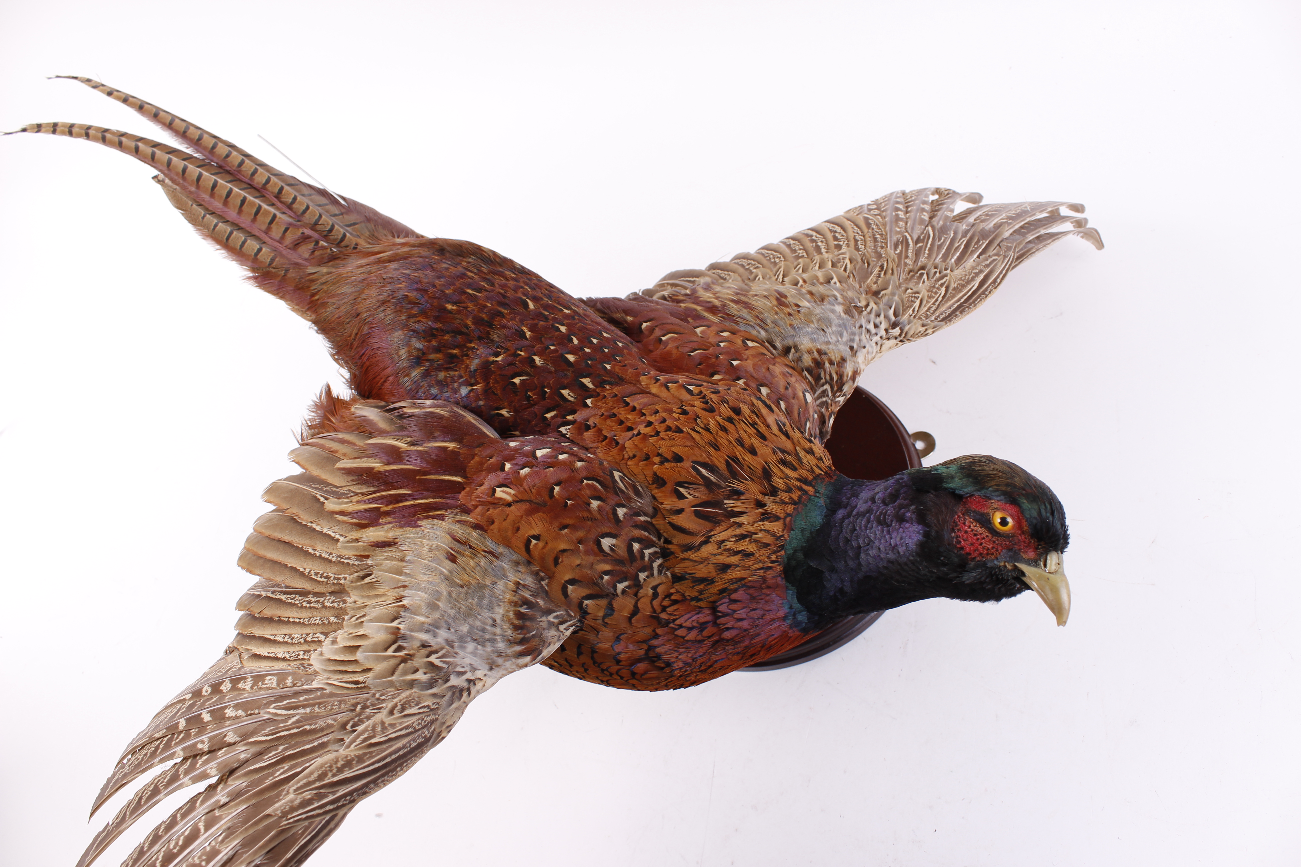 Mounted cock Pheasant in flight - Image 2 of 2