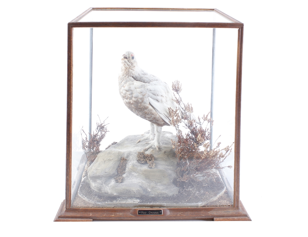 Cased and mounted Red Grouse in winter plumage, 19½ x 14½ x 10½ ins