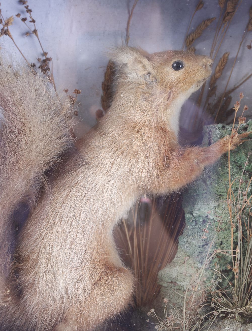 Cased habitat mounted Red Squirrel, 12 x 11 x 5¾ ins - Image 3 of 3