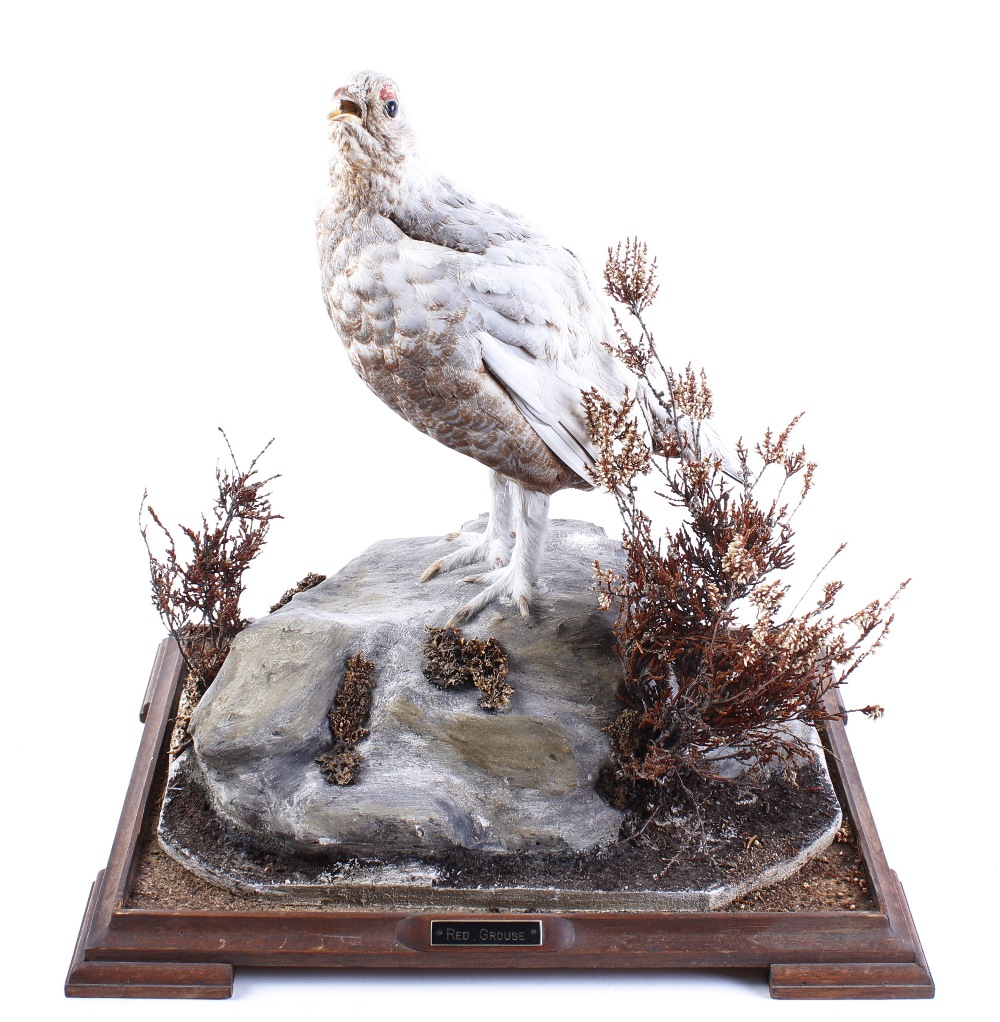 Cased and mounted Red Grouse in winter plumage, 19½ x 14½ x 10½ ins - Image 2 of 2