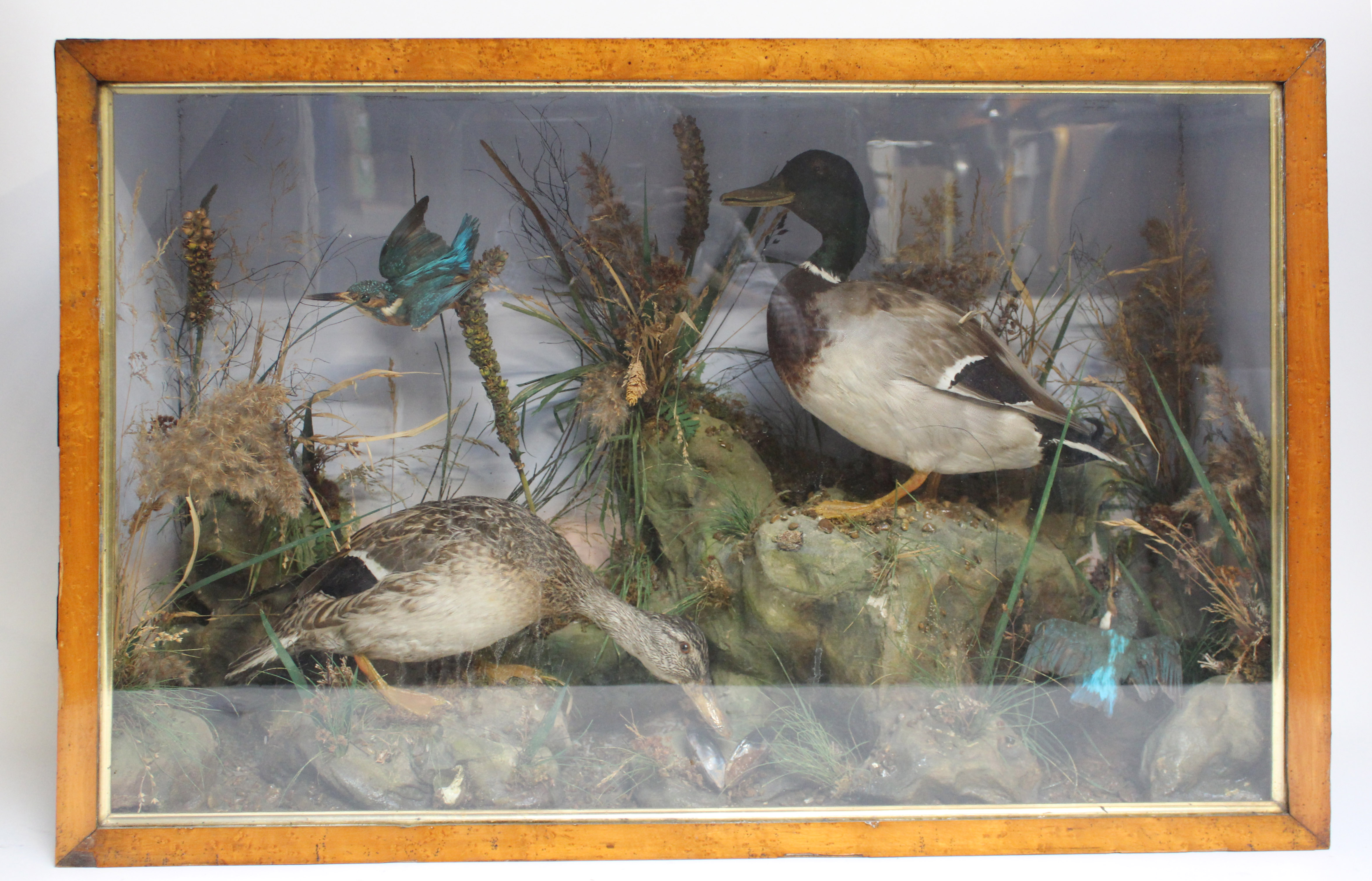 Cased habitat mounted Drake and Hen Mallards, and pair Kingfishers, 24 x 36 x 11 ins