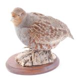 Plaque mounted Grey Partridge