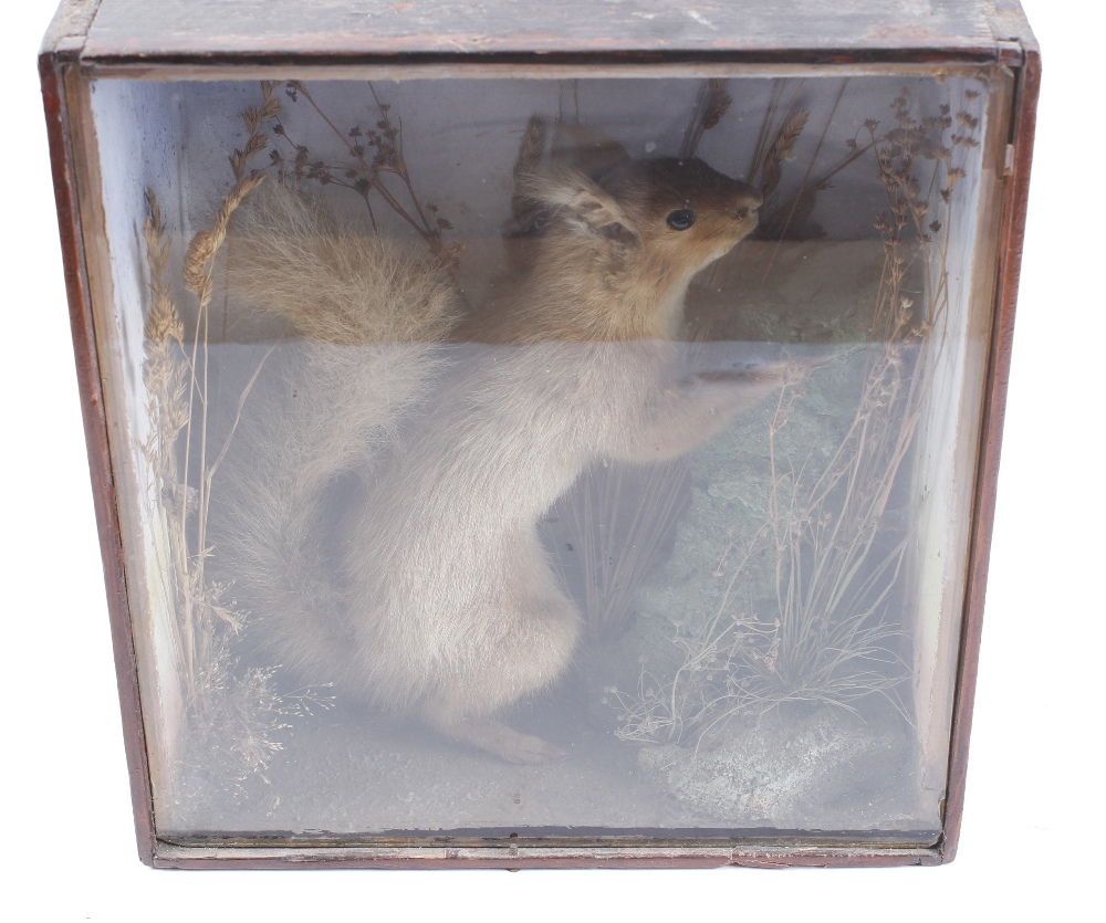 Cased habitat mounted Red Squirrel, 12 x 11 x 5¾ ins