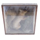 Cased habitat mounted Red Squirrel, 12 x 11 x 5¾ ins