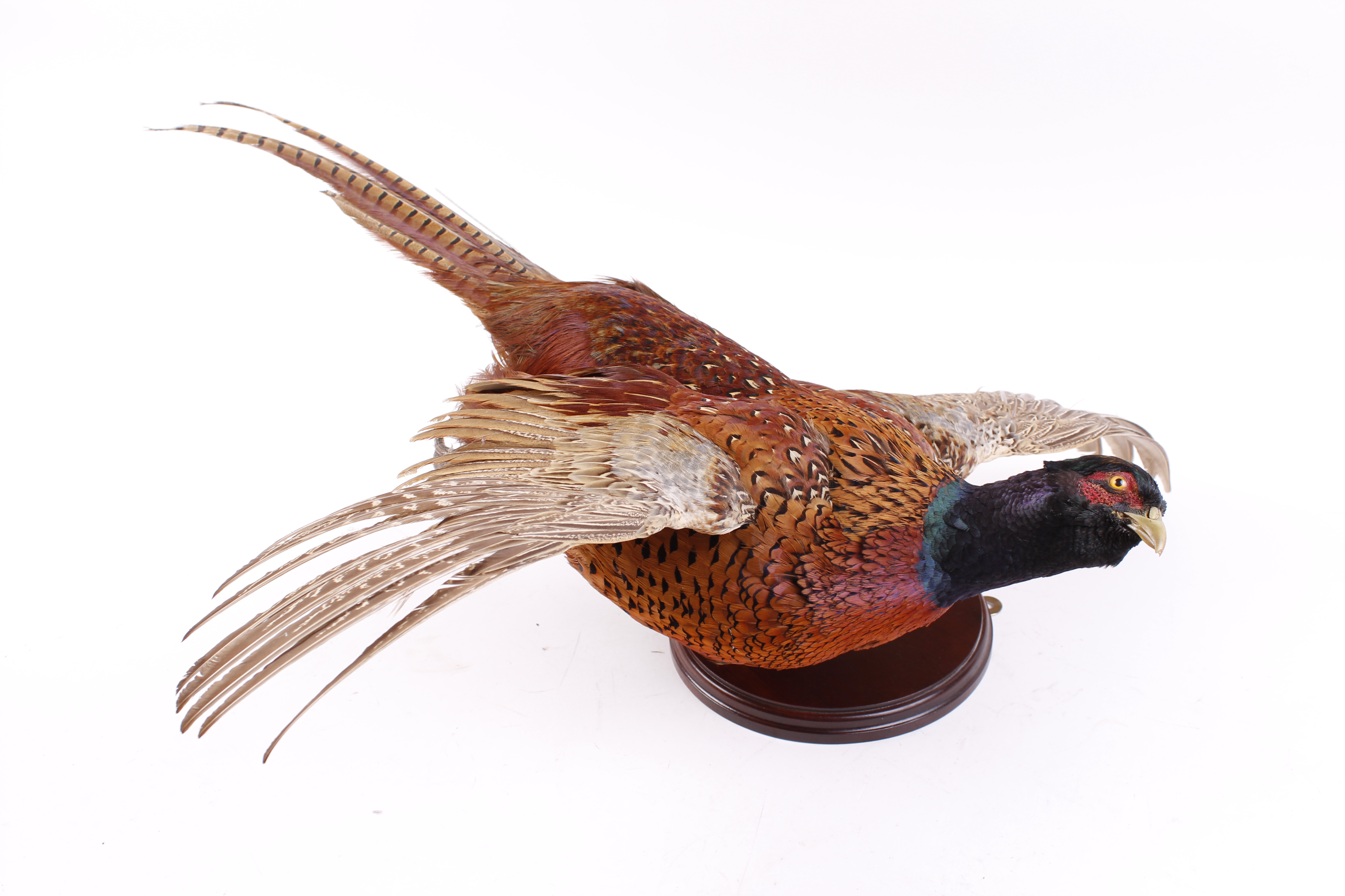 Mounted cock Pheasant in flight