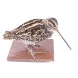 Plaque mounted Snipe