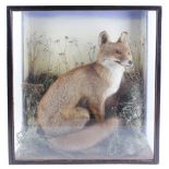 Cased and mounted Fox, 26¾ x 23 x 12 ins