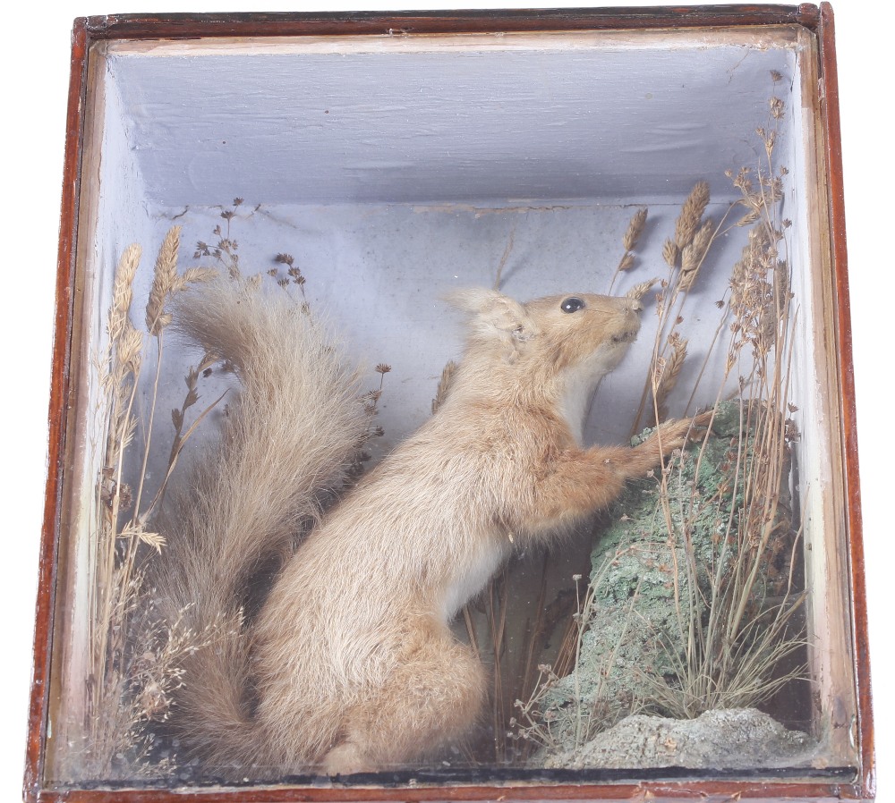 Cased habitat mounted Red Squirrel, 12 x 11 x 5¾ ins - Image 2 of 3