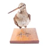 Plaque mounted Woodcock