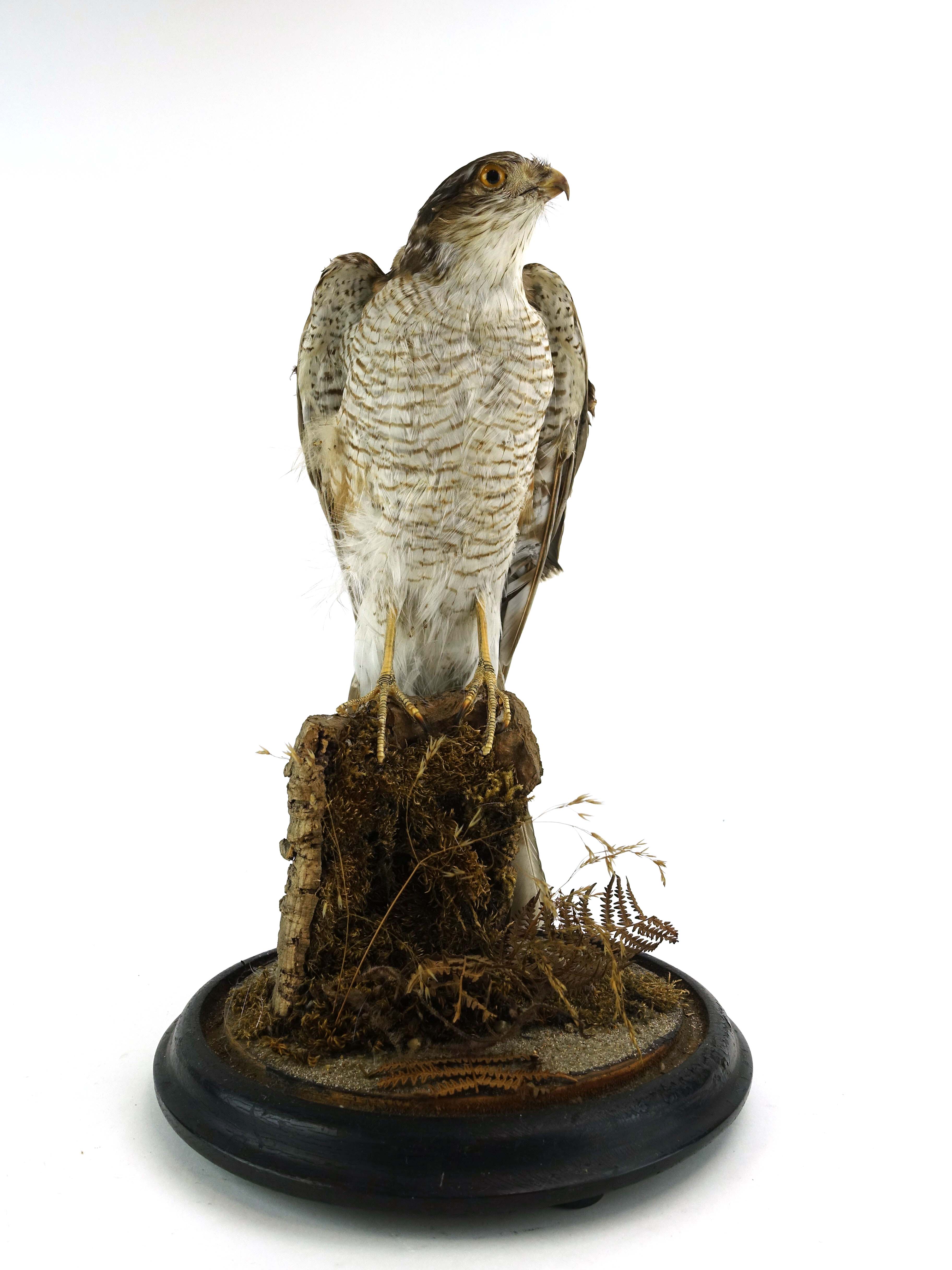 Taxidermy: A Victorian Goshawk in a glass domed case on circular wood base, h.16½ ins - Image 2 of 3