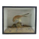 Taxidermy: A Victorian cased and mounted Kestrel and it's prey, in a glass fronted case, h.15½ ins