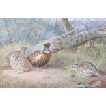 A collection of four framed oil on canvas of Pheasant and Woodcock by Peter Deighan: Pheasants in th