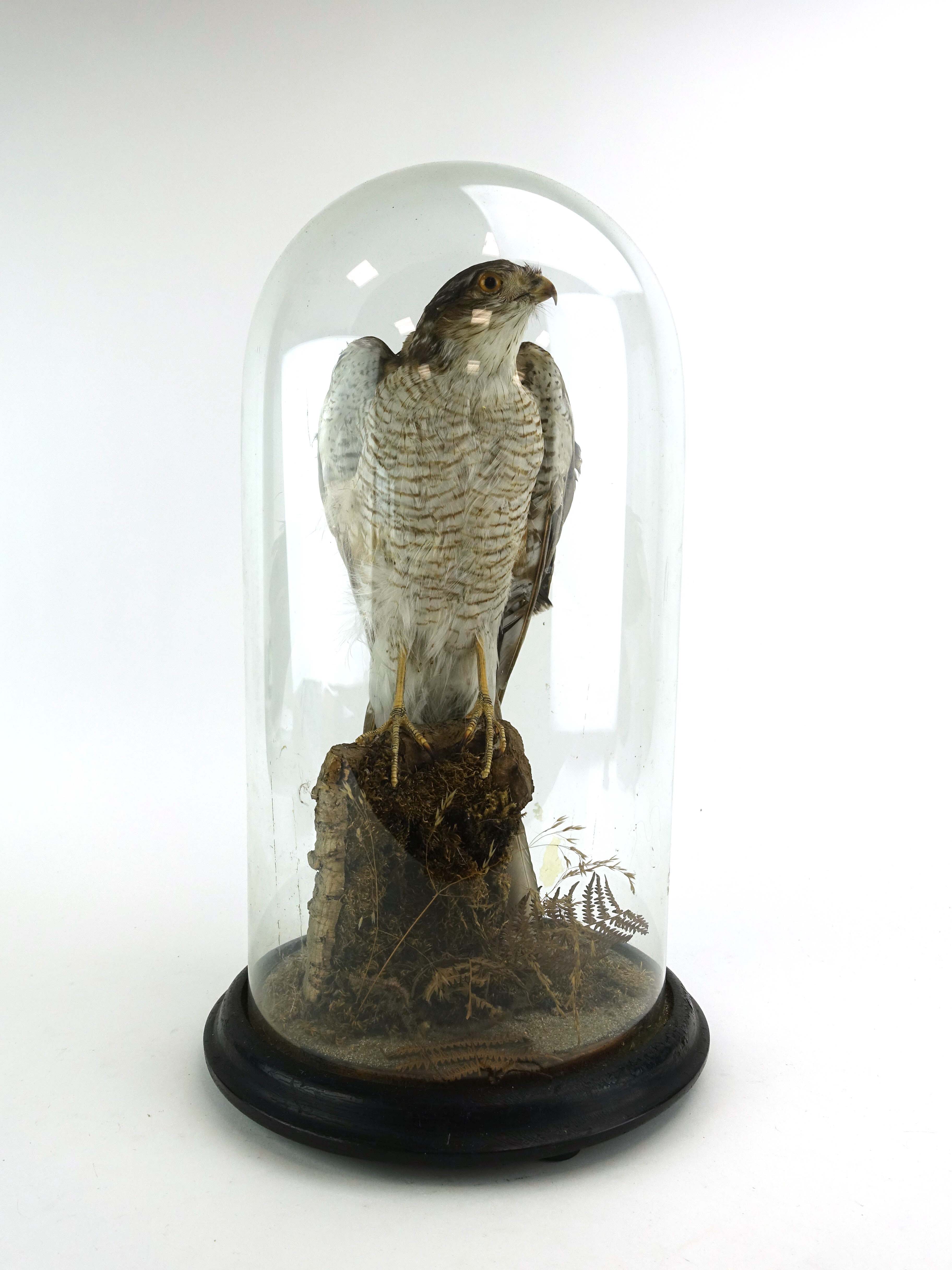 Taxidermy: A Victorian Goshawk in a glass domed case on circular wood base, h.16½ ins