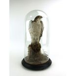 Taxidermy: A Victorian Goshawk in a glass domed case on circular wood base, h.16½ ins