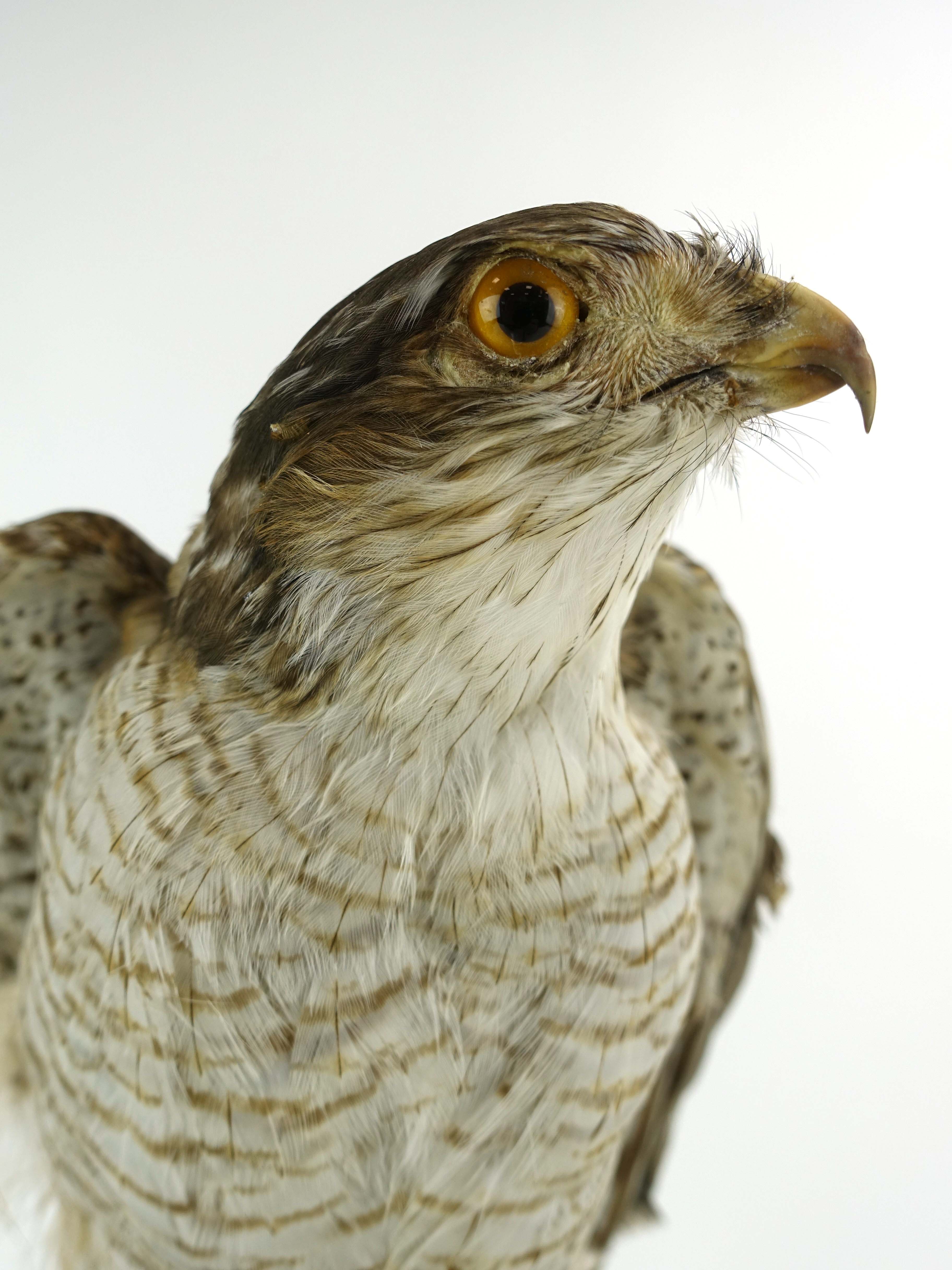 Taxidermy: A Victorian Goshawk in a glass domed case on circular wood base, h.16½ ins - Image 3 of 3