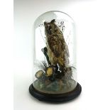 Taxidermy: A Victorian Long Eared Owl, in a glass domed case on circular wood base, h.17 ins