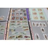 Cigarette Cards, a large collection of various manufacturers, to include Players, Wills, Ogdens, Wix