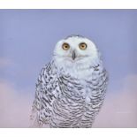 A contemporary Andrew Cowdell gouache on paper, depicting a snowy owl, signed and dated (lower