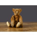 A small early Steiff cinnamon teddy bear, circa 1912, with black boot button eyes, pronounced