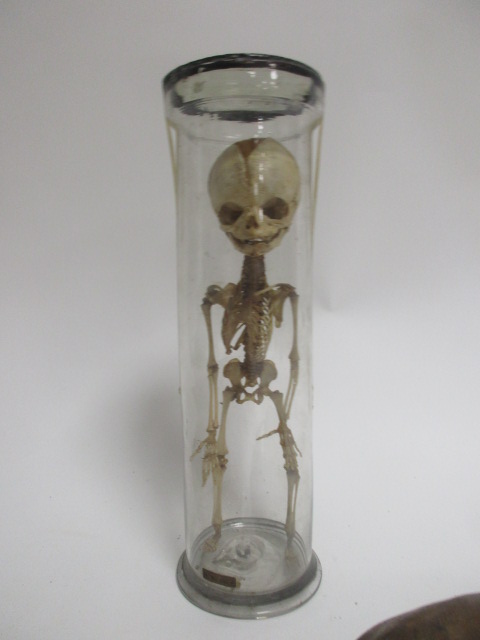 A pre-war teaching aid of a human baby skeleton, within a glass case, height 30.5cm, together with a - Image 4 of 6