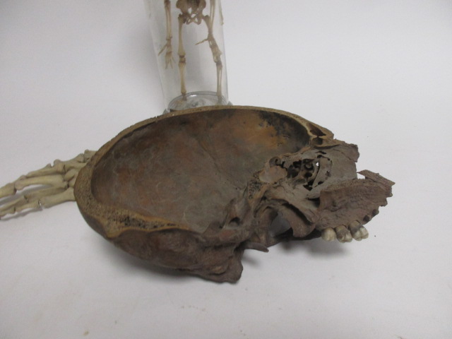 A pre-war teaching aid of a human baby skeleton, within a glass case, height 30.5cm, together with a - Image 6 of 6