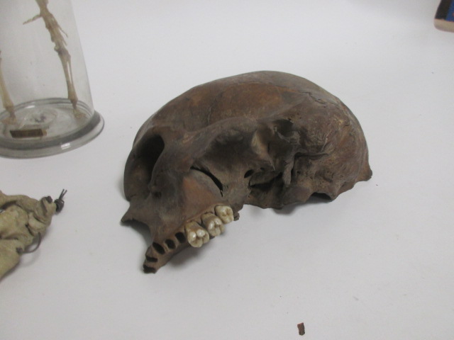 A pre-war teaching aid of a human baby skeleton, within a glass case, height 30.5cm, together with a - Image 3 of 6