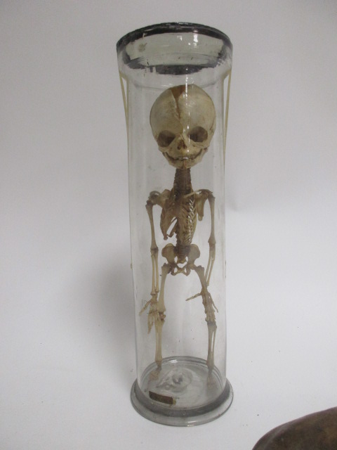 A pre-war teaching aid of a human baby skeleton, within a glass case, height 30.5cm, together with a - Image 5 of 6