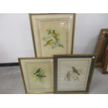 Three John Gould and H. C. Richter coloured lithographs of ornithological subjects including '