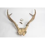 A pair of unmounted antler horns, height 60cm, together with a antler brooch, 7cm and a pocket watch