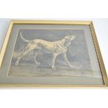 A pencil study of a working dog, the hound 'drawn by J.R. White', framed and glazed, internal