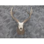 An early 20th Century deer's skull and antlers, on a shield shaped wall mount, the verso with