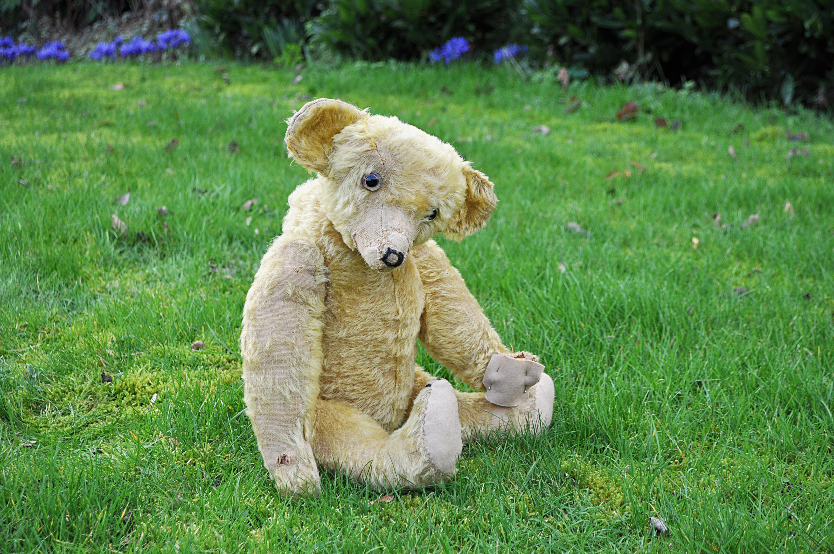 Terence a Terry type teddy bear circa 1920, with golden mohair, clear and black oily glass eyes,