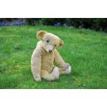 Terence a Terry type teddy bear circa 1920, with golden mohair, clear and black oily glass eyes,