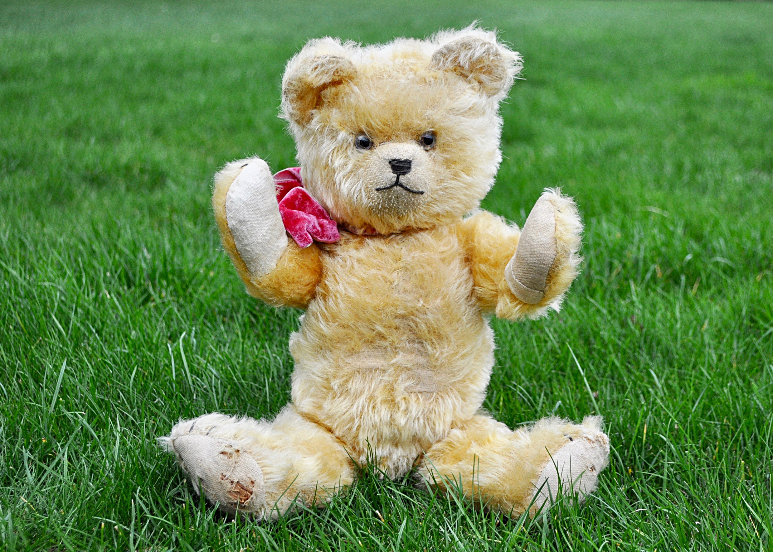 Squeeze a German musical teddy bear 1930s, with light golden mohair, clear and black glass eyes with