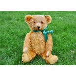 Mr Glow a German teddy bear 1930s, with bright golden mohair, orange and black glass eyes,