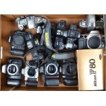 A Tray of SLR Camera Bodies, Including Nikon F80 (3), F401, F70, F65 (2), N5005, Canon EOS 50e,