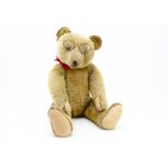 A 1920s German teddy bear, with golden mohair, black boot button eyes, pronounced clipped muzzle,