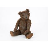 An unusual British teddy bear, with brown wool plush, pronounced clipped muzzle, black stitched