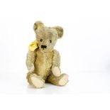 A 1930s British teddy bear, with golden mohair, orange and black glass eyes, pronounced muzzle,