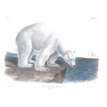 A J.W Audubon 19th Century polar bear print, framed and glazed, internal dimensions 53cm x 71cm,