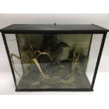 A taxidermy of a bird housed in a glass case, appr