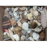 A box containing a collection of various shells and mineral rocks