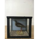 A taxidermy Redshank bird in glass case.Approx 25x28cm