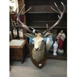 A fine large stags head and neck of a six pointer Royal stag on wood shield taken at Glen Coe Scotla